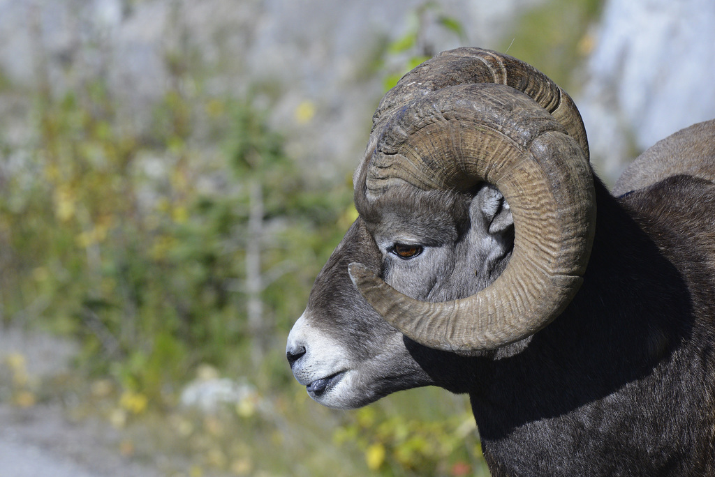 Bighorn sheep, Canada   DSC4938