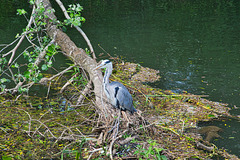 Grey Heron