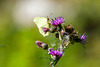 20220809- Zitronenfalter