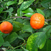 Orangenfrüchte