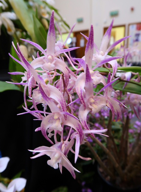 Dendrobium Ellen