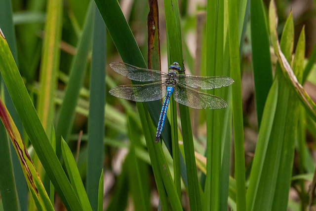 Emperor dragonfly