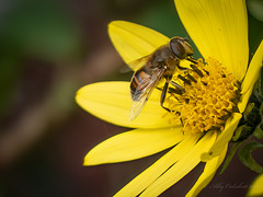 Hoverfly
