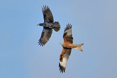 Red Kite (Milvus milvus) mobbing a carrion crow (Corvus corone) 03