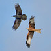 Red Kite (Milvus milvus) mobbing a carrion crow (Corvus corone) 03