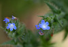 Anchusa arvensis- petite buglosse 100