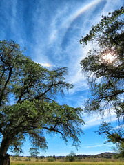 Arizona White Oak