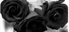 roses noires...