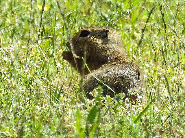 20170517 1485CPw [A] Ziesel (Citellus citellus), Neusiedler See