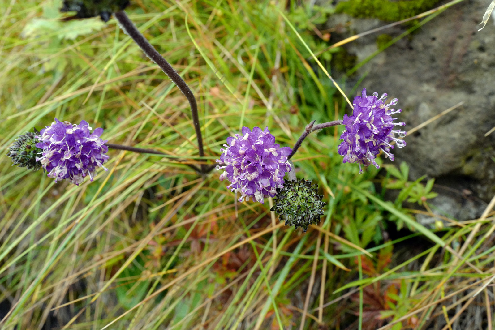 Armeria maritima 'Rubrifolia', Faroe Islands L1010950