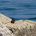 A Monarch's destination: Point Pelee, Ontario, Canada...