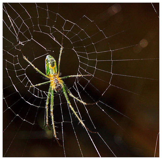 Spider IMG_2629