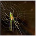 Spider IMG_2629