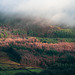 Longdendale trees