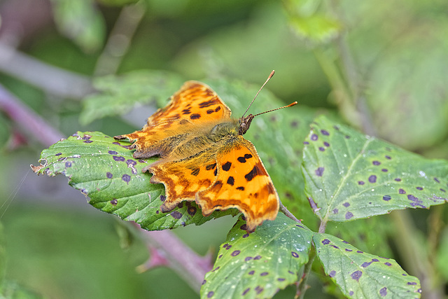 Comma