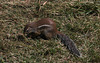 Striped Ground Squirrel - Axum