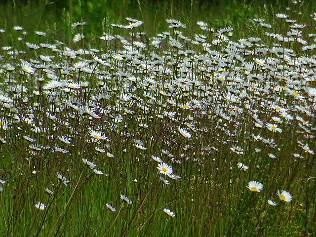 Daisies abound