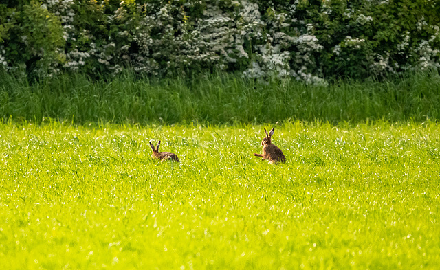 Hares