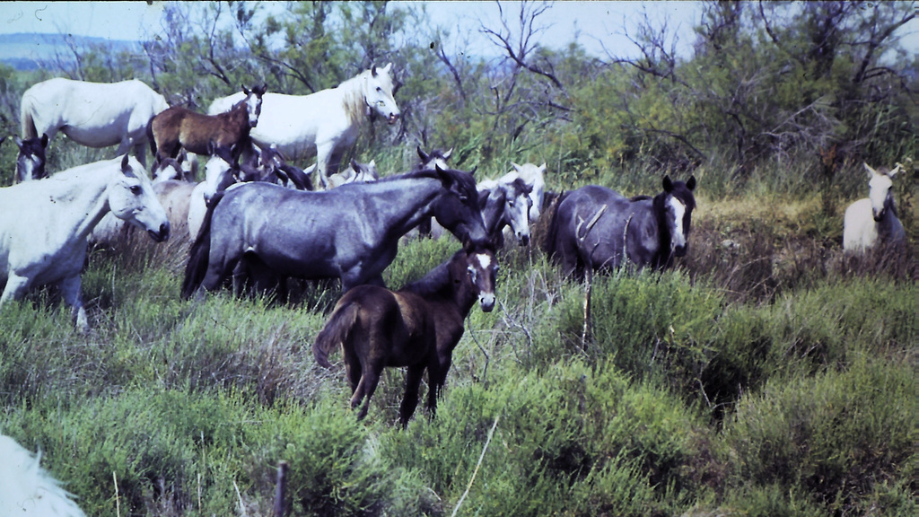 Camarque,  ca. 1973