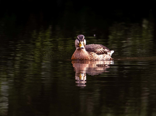 Mallard