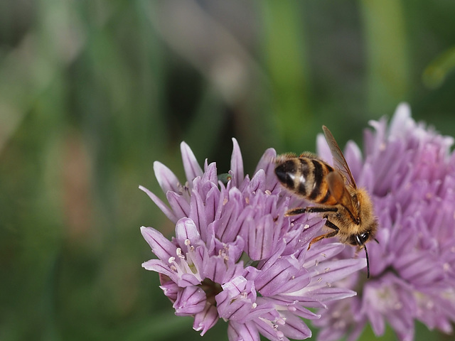 A bee at work