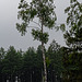 20250524-20250525_Benneckenstein+Wanderung Tanne bis Elbingerode