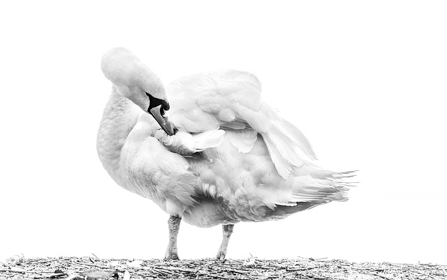 Mute Swan 2