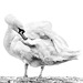 Mute Swan 2