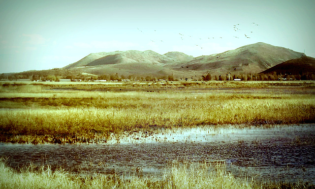 Birds in flight