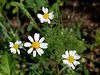 Anthemis arvensis 100