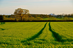 Gnosall fields with the Wrekin in the distance