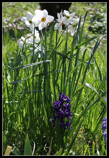 narcisses et jacinthe