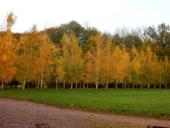 Herbst am Birkenweg