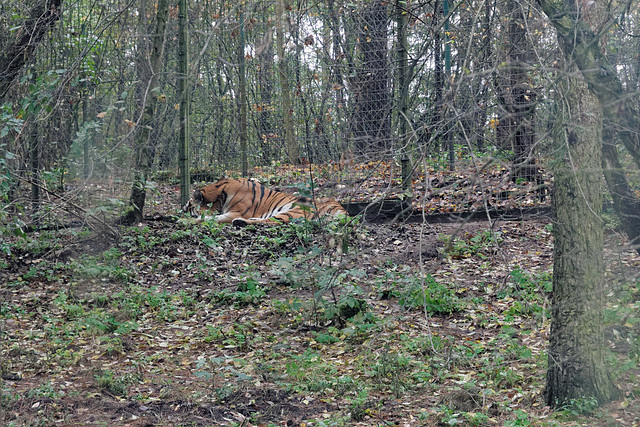 Sieste de tigre