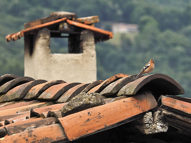 Chaffinch on the "hot roof"