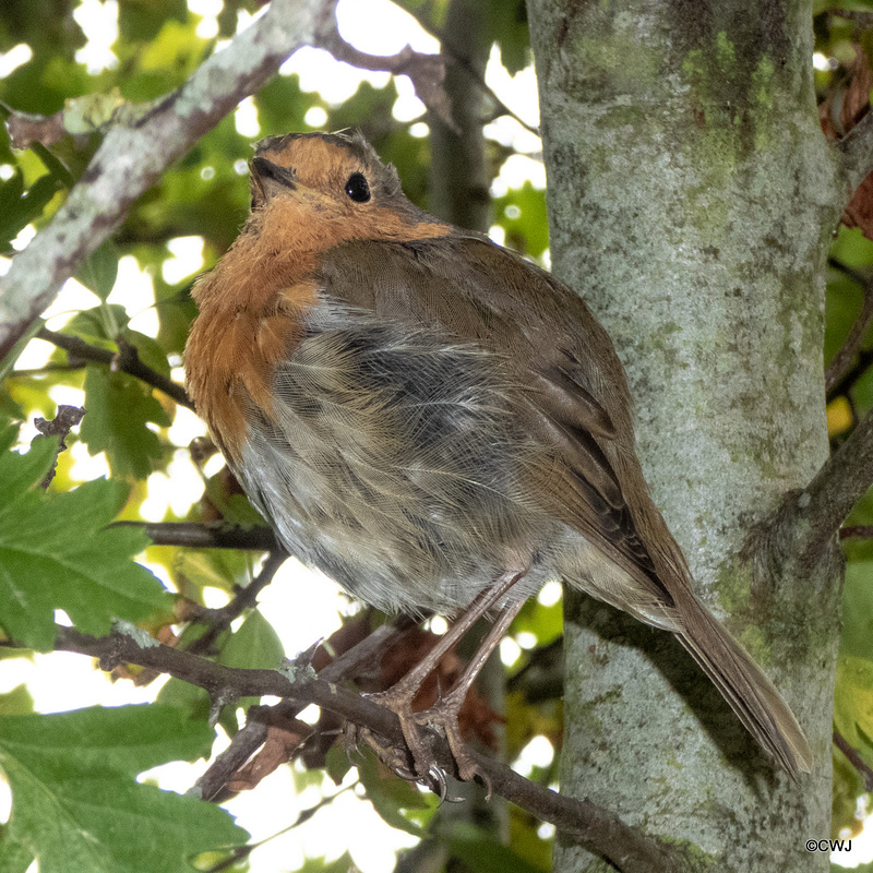 The Gazebo robin waiting to be fed
