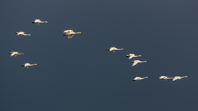 Whooper Swans