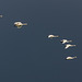 Whooper Swans