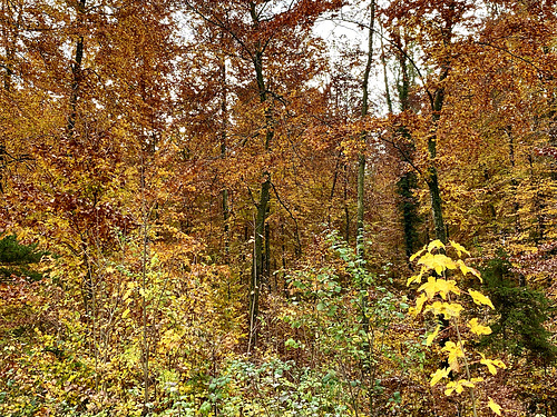 Der Herbstwald im Prachtkleid