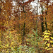 Der Herbstwald im Prachtkleid