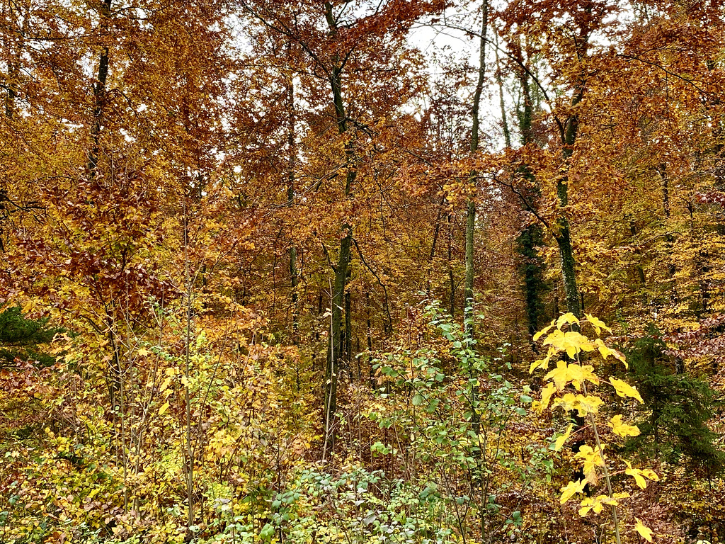 Der Herbstwald im Prachtkleid
