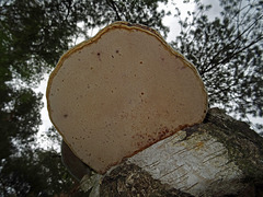 Hole fungus on Birch