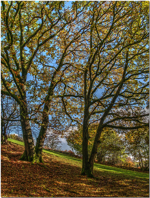 Westmoreland Trees