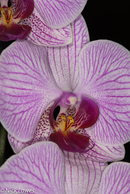 Orchid