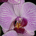 Orchid