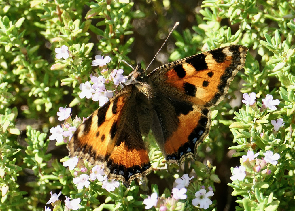 'Kleiner Fuchs' an Thymianblüten    (PiP)