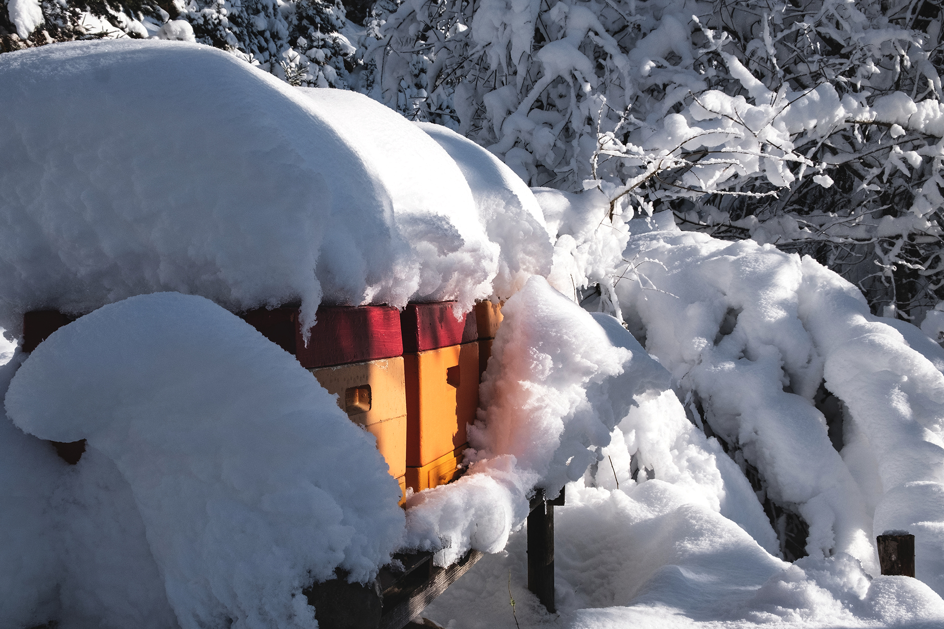 Beehives In Winter