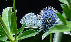 20230730 3354CPw [D~LIP] Faulbaumbläuling (Celastrina aegiolus), BS