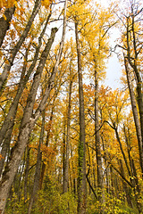 Alder trees in autumn