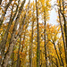 Alder trees in autumn Alder trees in autumn